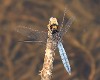 Crocothemis nigrifrons male-1727